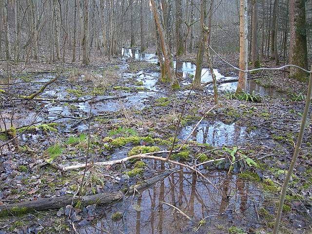 Ritorno  nel  bosco  alluvionale  di  Flh